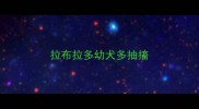 拉布拉多幼犬多抽搐