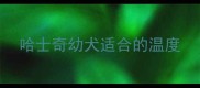 哈士奇幼犬适合的温度