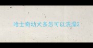 哈士奇幼犬多怎可以洗澡