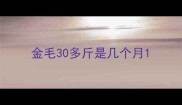 金毛30多斤是几个月