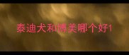 泰迪犬和博美哪个好