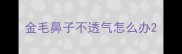 金毛鼻子不透气怎么办