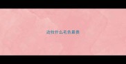 边牧什么毛色最贵
