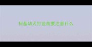 柯基幼犬打疫苗要注意什么