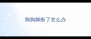 狗狗脚断了怎么办