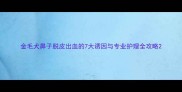金毛犬鼻子脱皮出血的7大诱因与专业护理全攻略