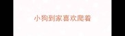 小狗到家喜欢爬着