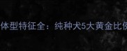 拉布拉多标准体型特征全纯种犬5大黄金比例与养护指南