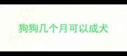 狗狗几个月可以成犬