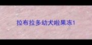 拉布拉多幼犬啦果冻
