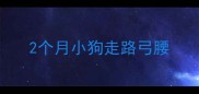 2个月小狗走路弓腰
