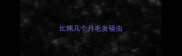 比熊几个月毛发驱虫