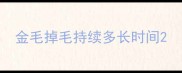 金毛掉毛持续多长时间