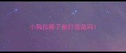 小狗拉稀了能打疫苗吗