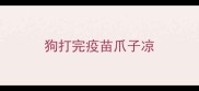 狗打完疫苗爪子凉