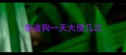 泰迪狗一天大便几次