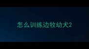 怎么训练边牧幼犬