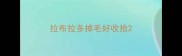 拉布拉多掉毛好收拾