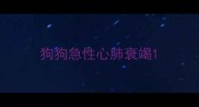狗狗急性心肺衰竭