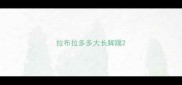 拉布拉多多大长脚蹼