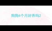 狗狗4个月好养吗