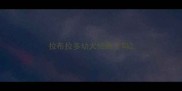 拉布拉多幼犬怕蚊子吗