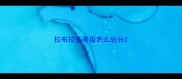 拉布拉多等级怎么划分