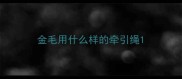 金毛用什么样的牵引绳