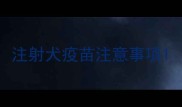 注射犬疫苗注意事项