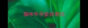 猫咪怀孕症状表现