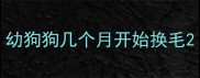 幼狗狗几个月开始换毛