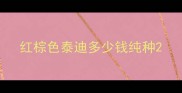 红棕色泰迪多少钱纯种
