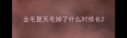 金毛夏天毛掉了什么时候长