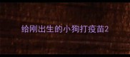 给刚出生的小狗打疫苗