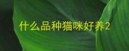 什么品种猫咪好养