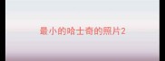 最小的哈士奇的照片