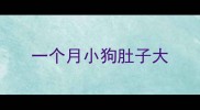 一个月小狗肚子大