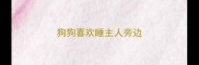 狗狗喜欢睡主人旁边