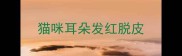 猫咪耳朵发红脱皮