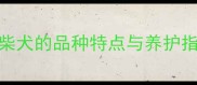 柴犬哈士奇混血二哈柴犬的品种特点与养护指南附混血犬健康全