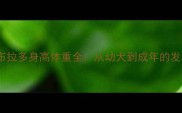 金毛拉布拉多身高体重全从幼犬到成年的发育指南