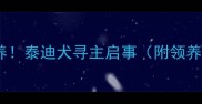 免费领养泰迪犬寻主启事附领养指南