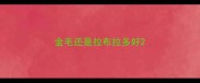 金毛还是拉布拉多好