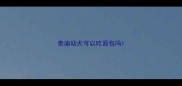 泰迪幼犬可以吃面包吗