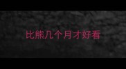 比熊几个月才好看