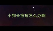 小狗长痘痘怎么办啊