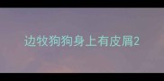 边牧狗狗身上有皮屑