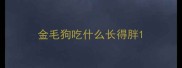 金毛狗吃什么长得胖
