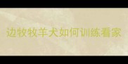 边牧牧羊犬如何训练看家