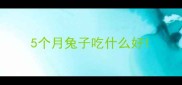 5个月兔子吃什么好